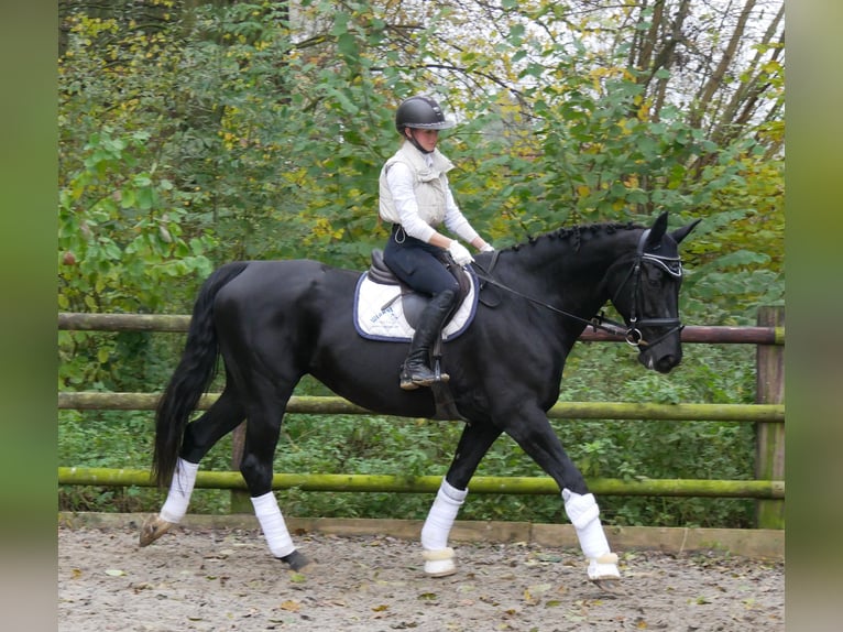 KWPN Mare 11 years 16,2 hh in Dorsten