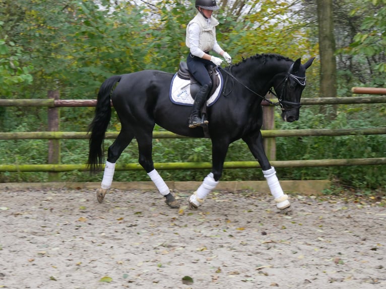 KWPN Mare 11 years 16,2 hh in Dorsten