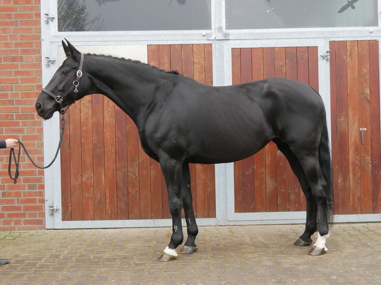 KWPN Mare 11 years 16,2 hh in Dorsten