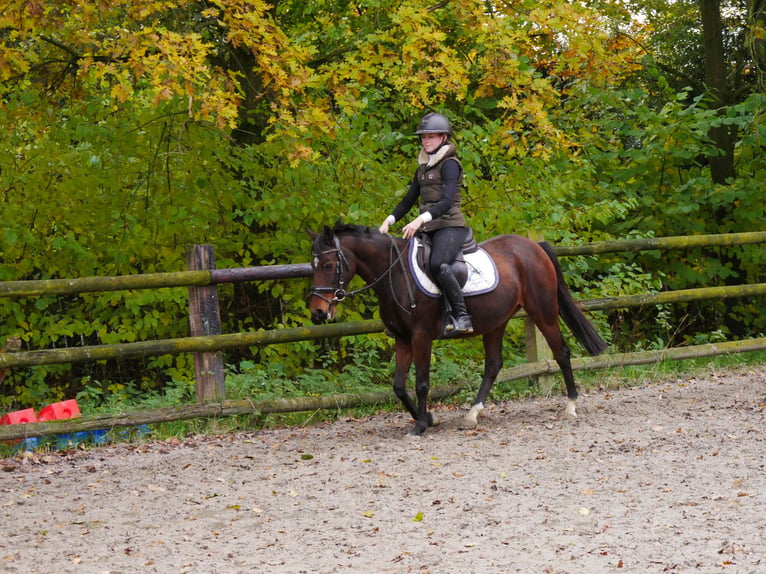 KWPN Mare 11 years 16,2 hh in Dorsten