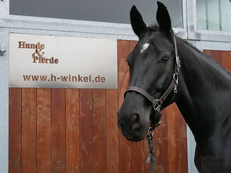 KWPN Mare 11 years 16,2 hh in Dorsten