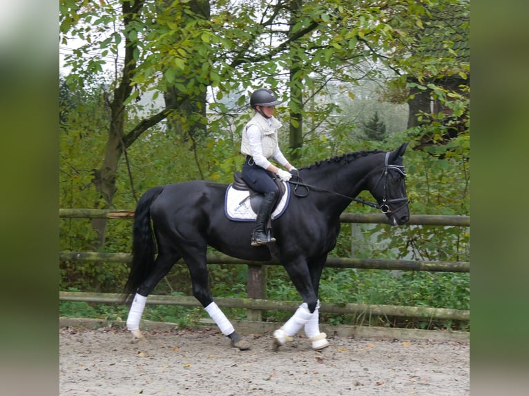 KWPN Mare 11 years 16,2 hh in Dorsten