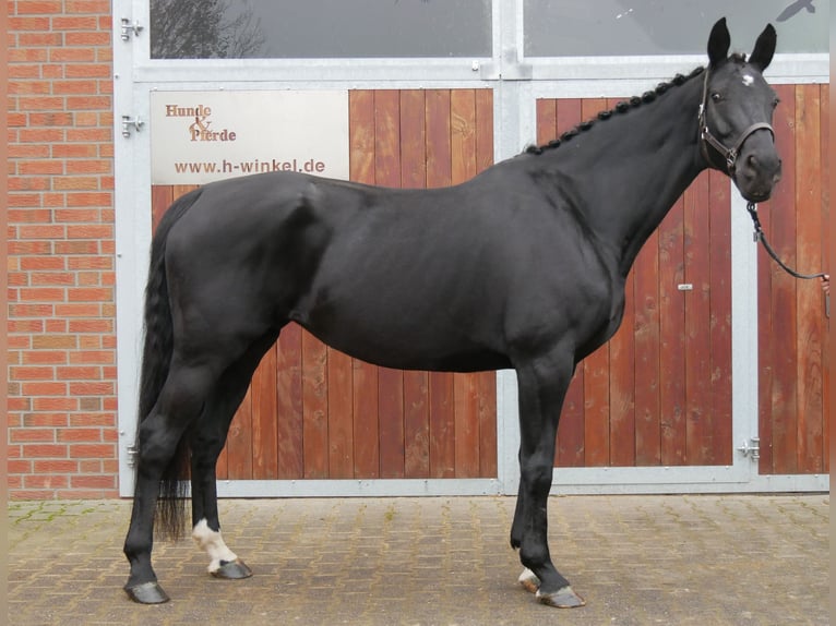 KWPN Mare 11 years 16,2 hh in Dorsten