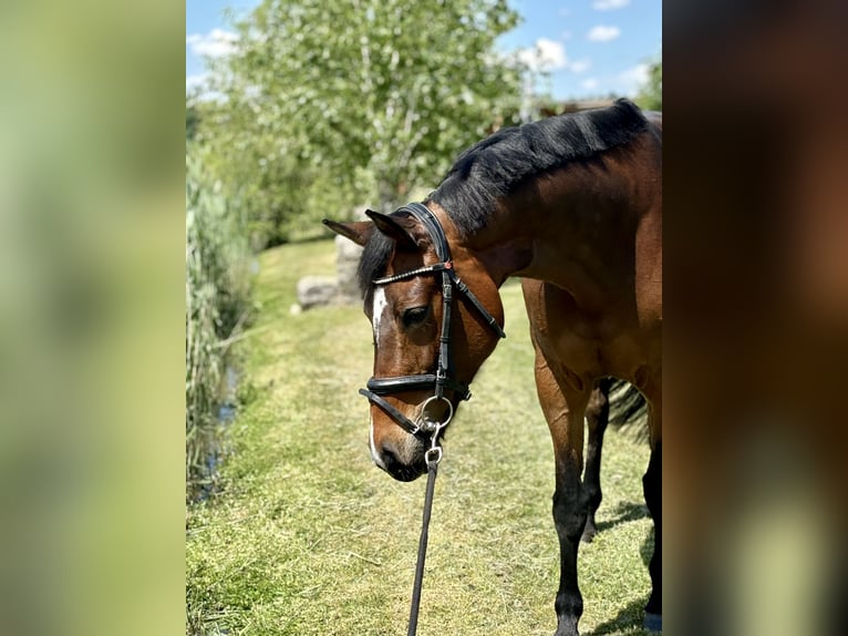 KWPN Mare 11 years 16 hh Bay-Dark in Weisendorf