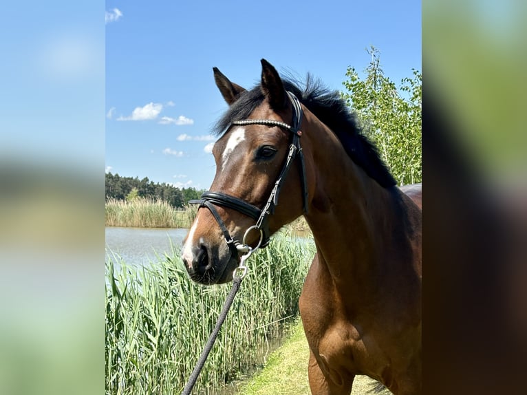KWPN Mare 11 years 16 hh Bay-Dark in Weisendorf