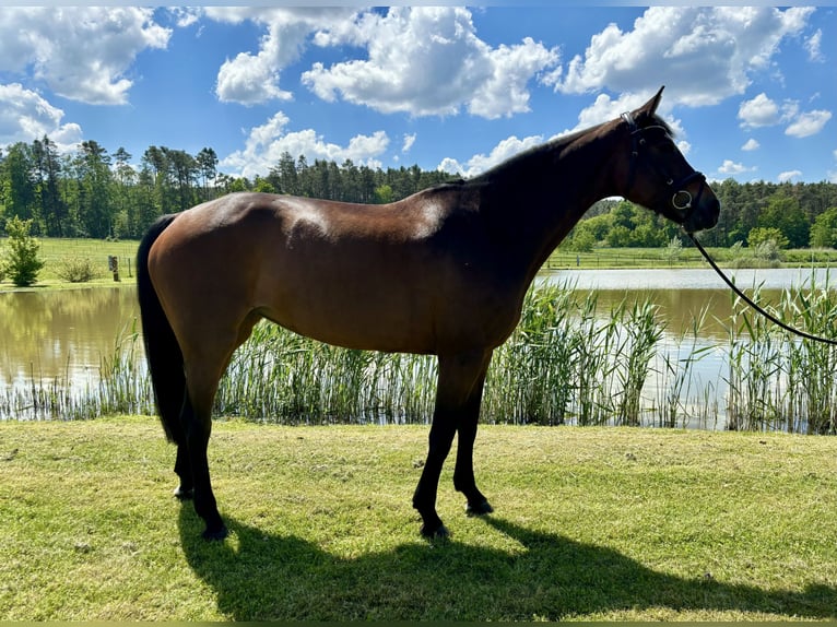 KWPN Mare 11 years 16 hh Bay-Dark in Weisendorf