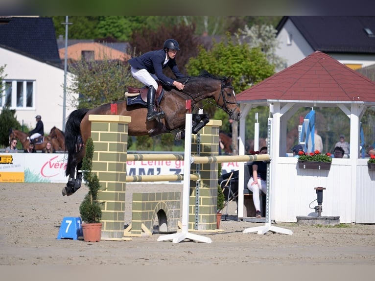 KWPN Mare 11 years 16 hh Bay-Dark in Weisendorf