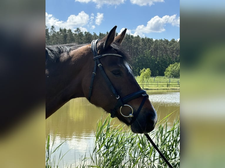 KWPN Mare 11 years 16 hh Bay-Dark in Weisendorf