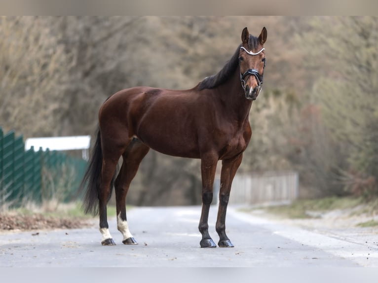 KWPN Mare 11 years 16 hh Brown in Windhagen