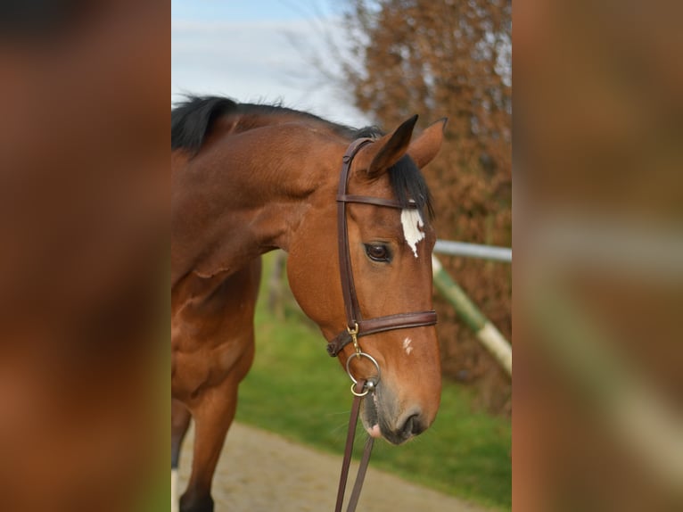 KWPN Mare 11 years 16 hh Brown in Geilenkirchen