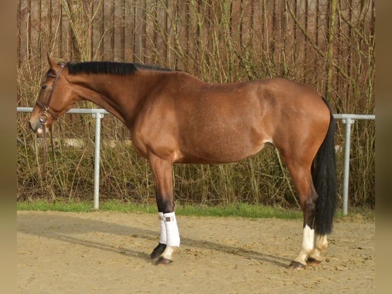KWPN Mare 11 years 16 hh Brown in Geilenkirchen