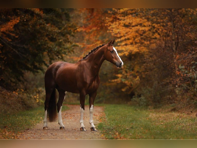 KWPN Mare 11 years 16 hh Chestnut-Red in Leeuwarden