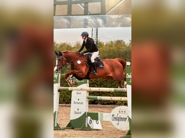 KWPN Mare 11 years 16 hh Chestnut-Red in Husum