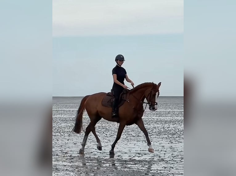 KWPN Mare 11 years 16 hh Chestnut-Red in Husum
