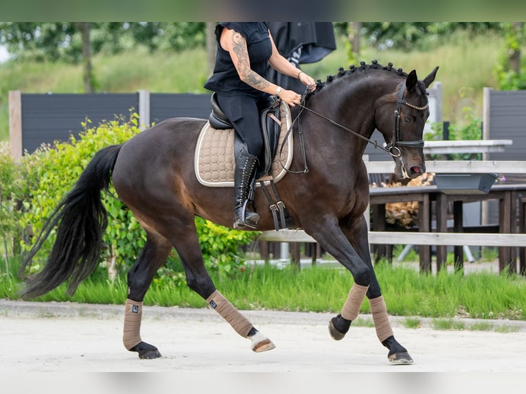 KWPN Mare 11 years 16 hh  in Nettetal