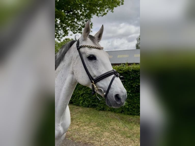 KWPN Mare 11 years 16 hh Gray in Bladel