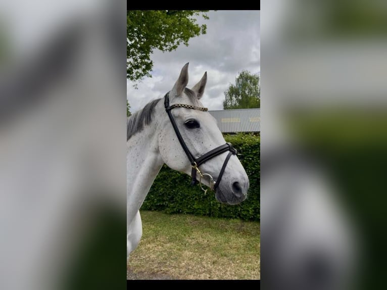 KWPN Mare 11 years 16 hh Gray in Bladel