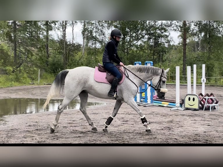 KWPN Mare 11 years 16 hh Gray-Fleabitten in rimbo