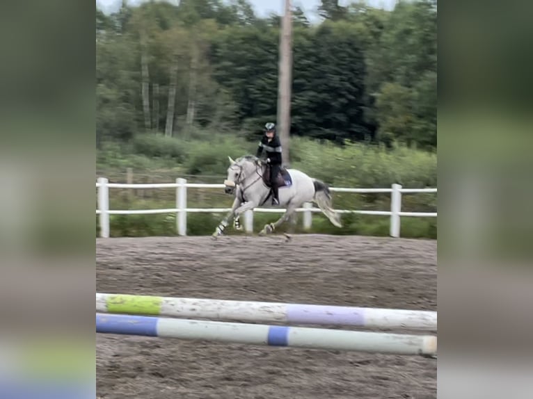 KWPN Mare 11 years 16 hh Gray-Fleabitten in rimbo