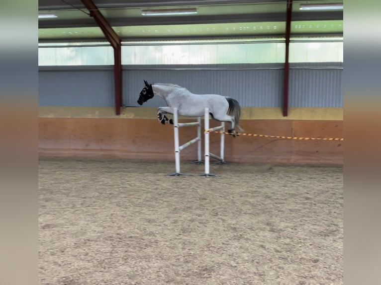 KWPN Mare 11 years 16 hh Gray-Fleabitten in rimbo