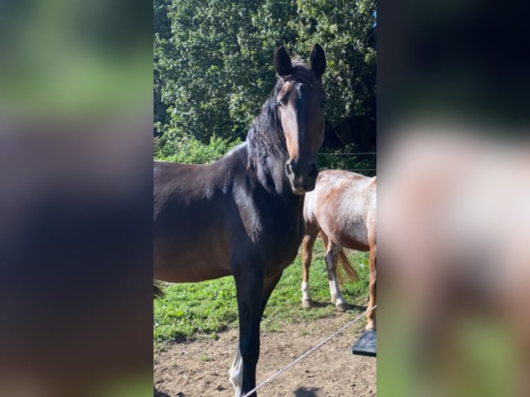 KWPN Mare 11 years 16 hh in Kleinmaischeid