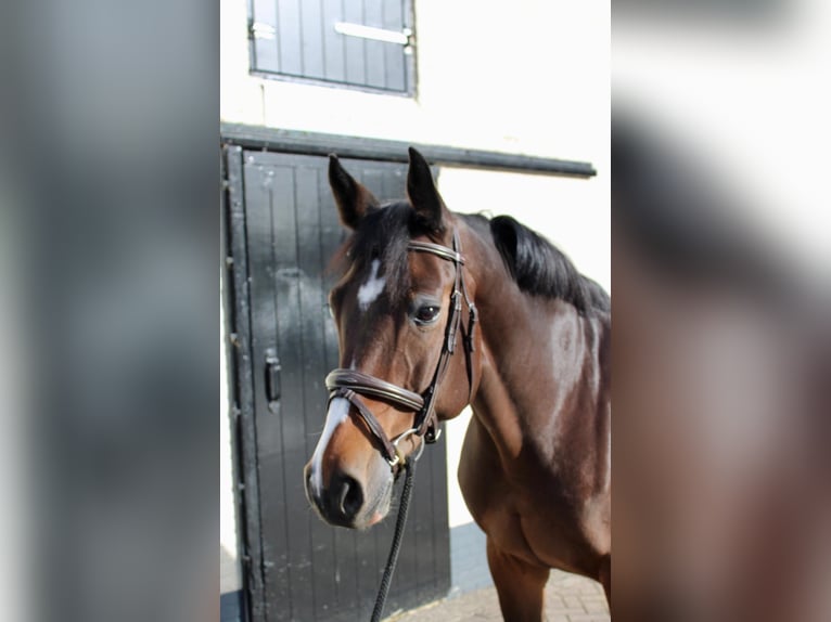 KWPN Mare 11 years 16 hh in Delft