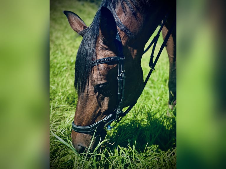 KWPN Mare 11 years 16 hh in Chur