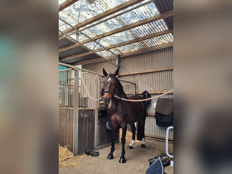 KWPN Mare 11 years 16 hh Smoky-Black in Leichlingen