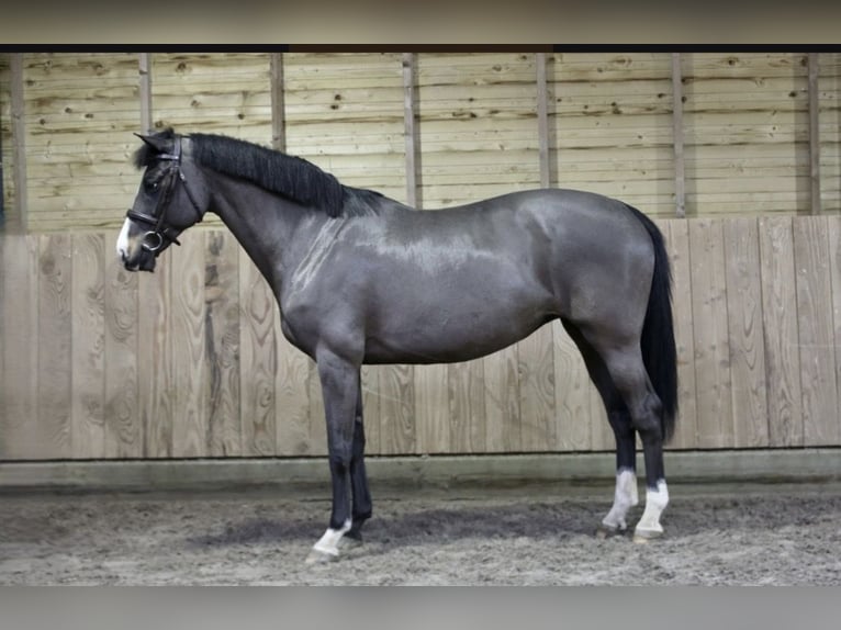 KWPN Mare 11 years 16 hh Smoky-Black in Soltau