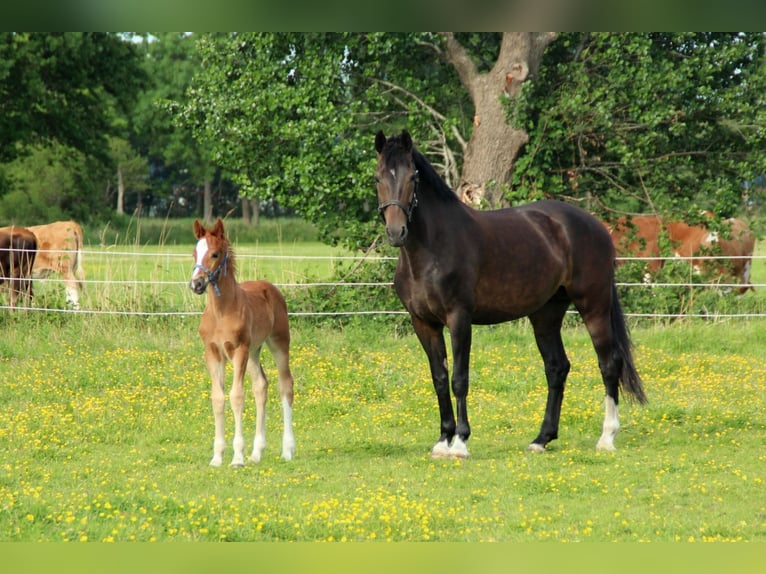 KWPN Mare 11 years 16,1 hh Bay-Dark in Doornspijk