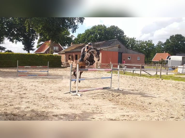 KWPN Mare 11 years 16,1 hh Bay-Dark in Barger-Compascuum