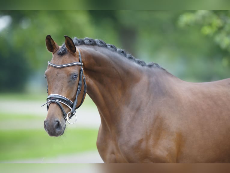 KWPN Mare 11 years 16,1 hh Brown in Boven-Leeuwen
