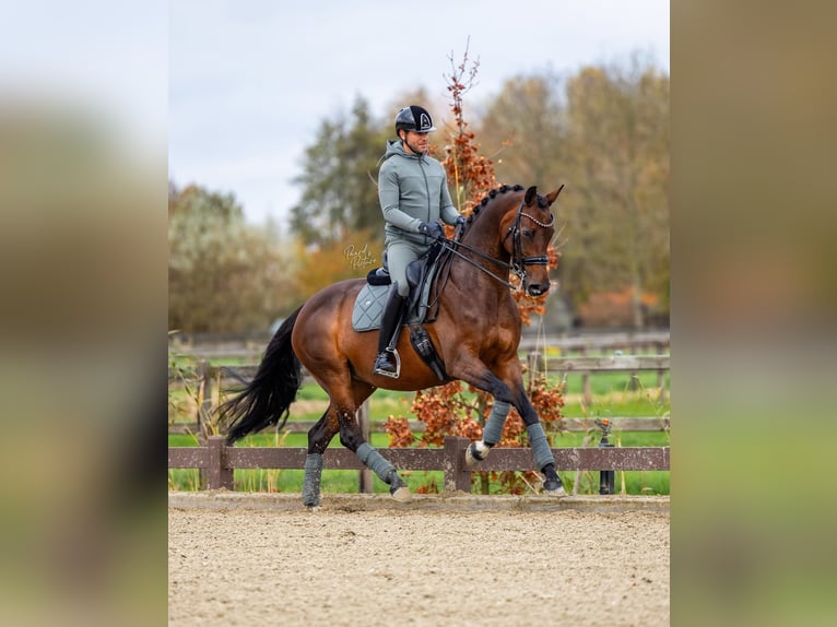 KWPN Mare 11 years 16,1 hh Brown in Boven-Leeuwen