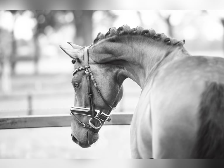 KWPN Mare 11 years 16,1 hh Brown in Boven-Leeuwen