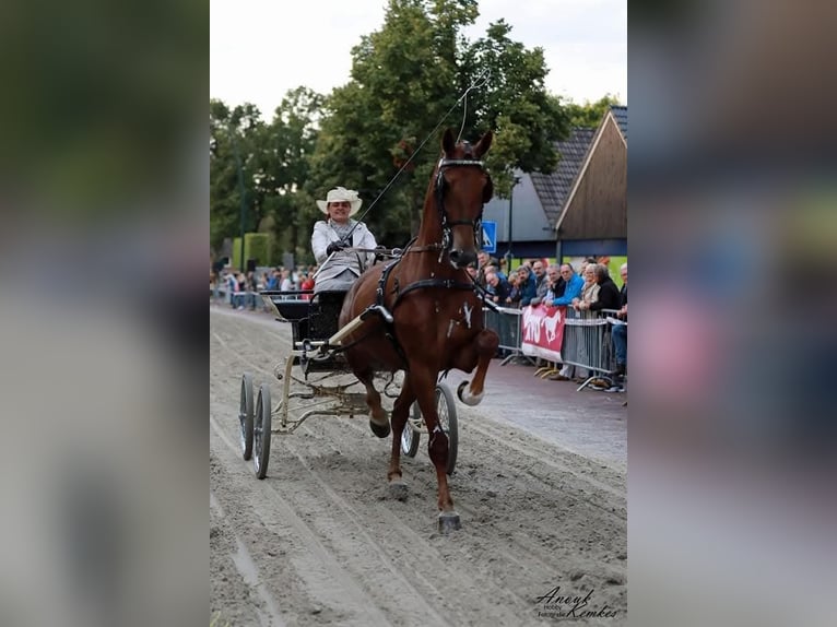 KWPN Mare 11 years 16,1 hh Chestnut in Pleternica