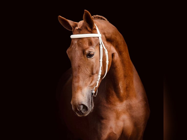 KWPN Mare 11 years 16,1 hh Chestnut in Pleternica