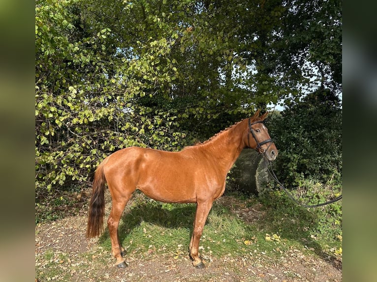 KWPN Mare 11 years 16,1 hh Chestnut-Red in GROTE-BROGEL