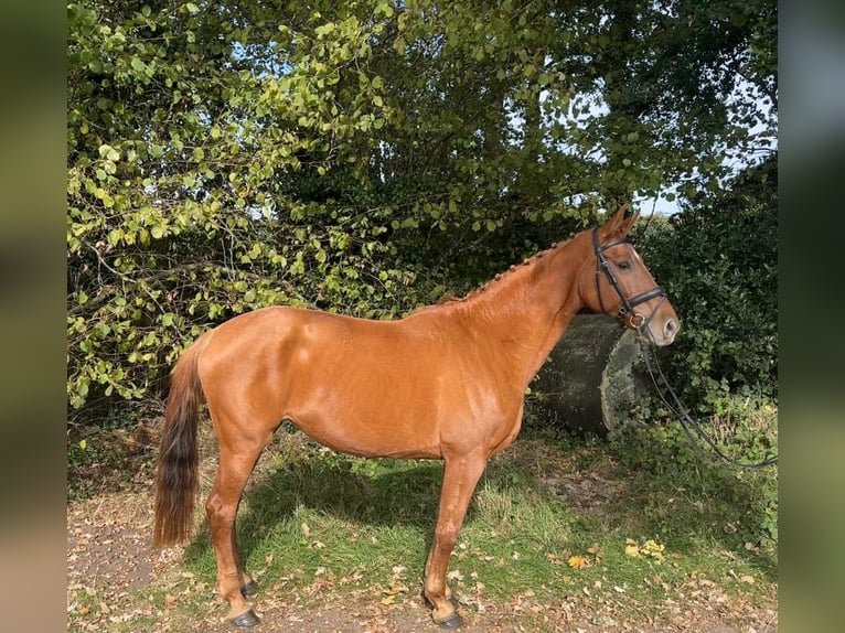 KWPN Mare 11 years 16,1 hh Chestnut-Red in GROTE-BROGEL