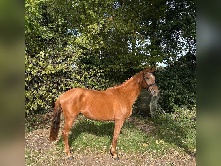 KWPN Mare 11 years 16,1 hh Chestnut-Red in GROTE-BROGEL