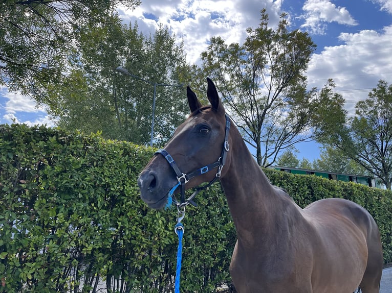 KWPN Mare 11 years 16,2 hh Bay-Dark in Casinalbo