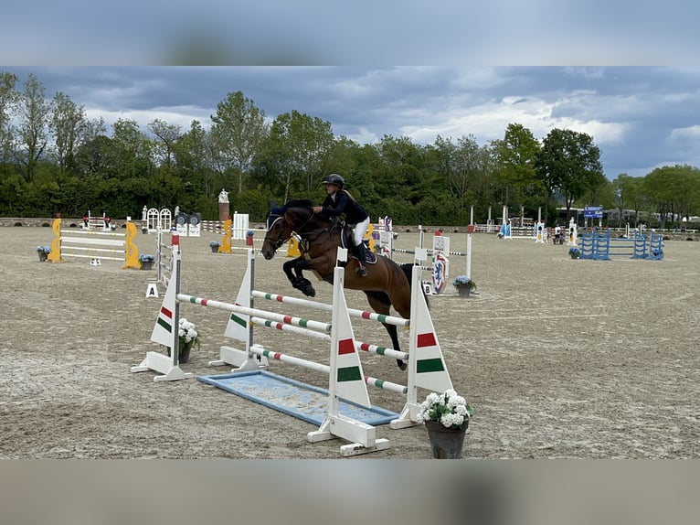 KWPN Mare 11 years 16,2 hh Bay-Dark in Casinalbo