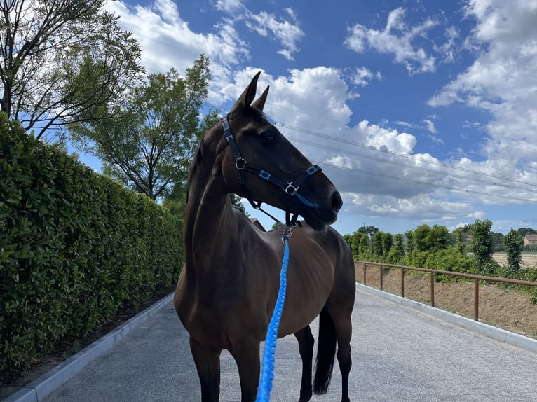 KWPN Mare 11 years 16,2 hh Bay-Dark in Casinalbo