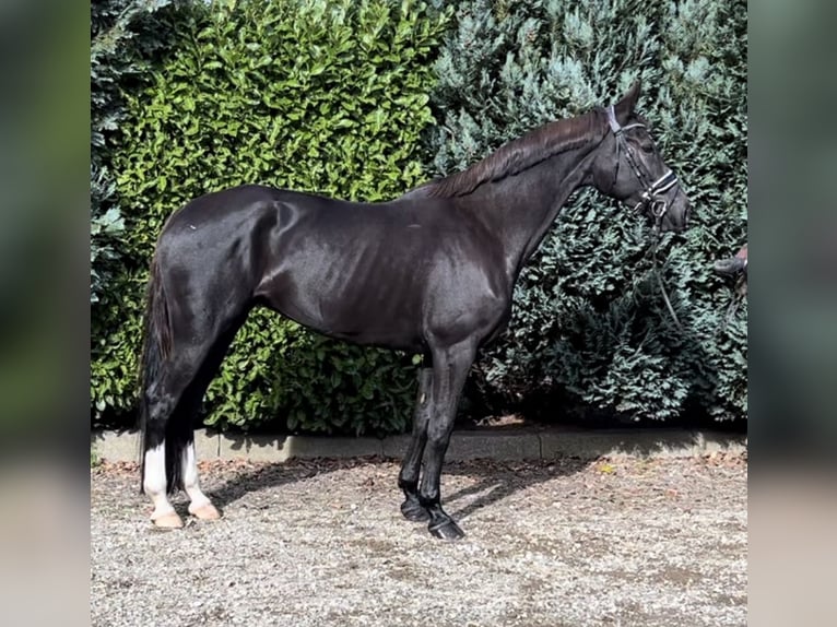 KWPN Mare 11 years 16,2 hh Black in Oud Gastel