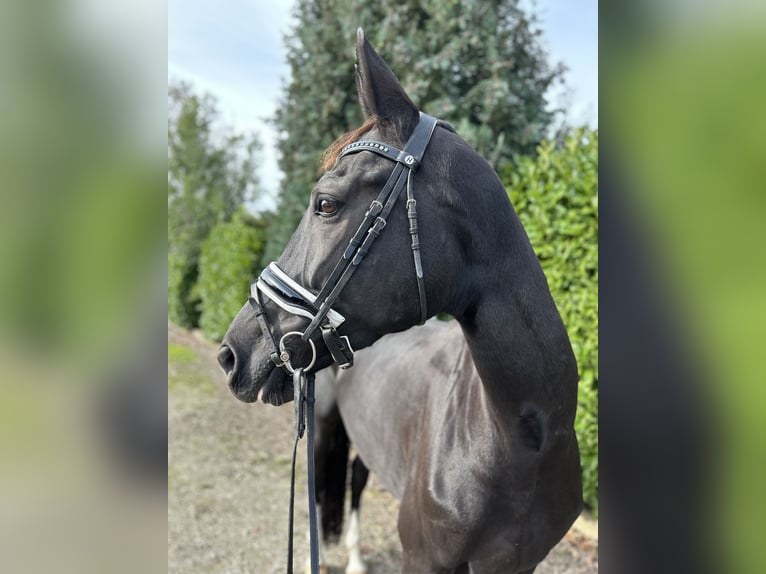 KWPN Mare 11 years 16,2 hh Black in Oud Gastel