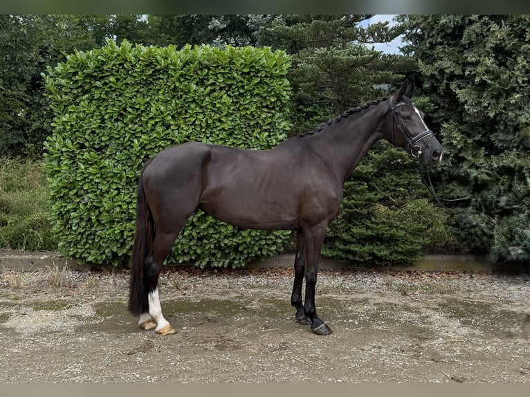 KWPN Mare 11 years 16,2 hh Black in Oud Gastel