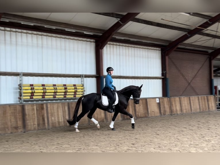 KWPN Mare 11 years 16,2 hh Black in Oud Gastel