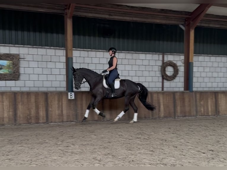 KWPN Mare 11 years 16,2 hh Black in Oud Gastel