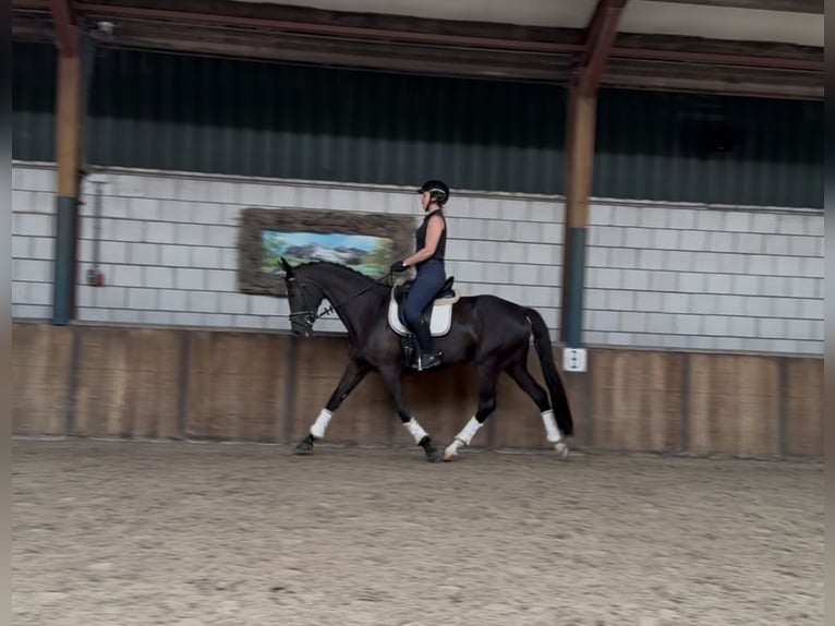 KWPN Mare 11 years 16,2 hh Black in Oud Gastel