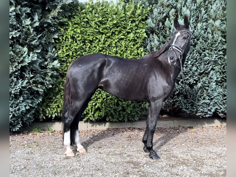KWPN Mare 11 years 16,2 hh Black in Oud Gastel