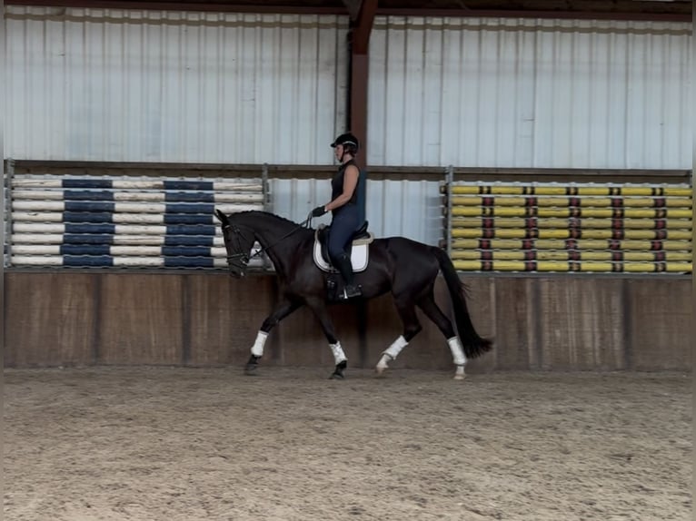 KWPN Mare 11 years 16,2 hh Black in Oud Gastel